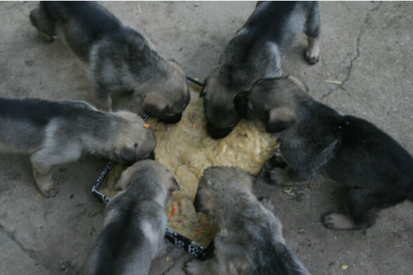 肉狗与土狗有何区别