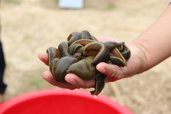 水蛭种苗的养殖方法