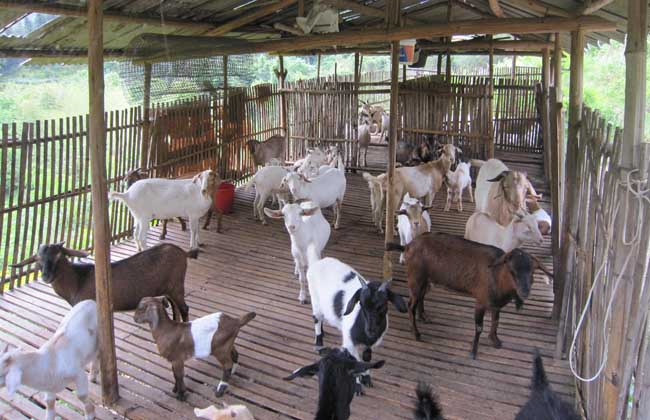 肉羊规模化养殖基地建设原则