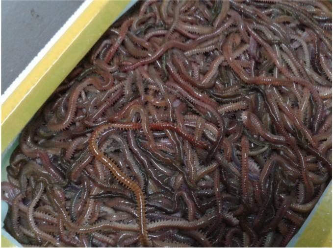 海蚯蚓生活习性和养殖技术