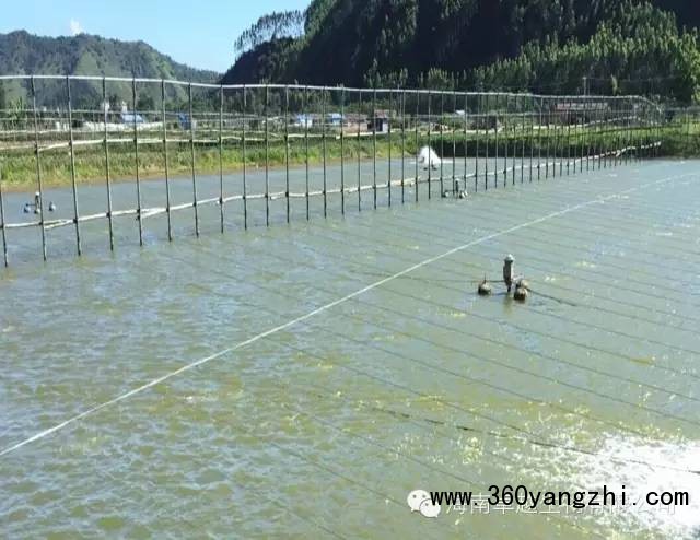 台湾泥鳅高效精养实用技术