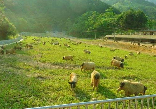 香猪养殖：香猪养殖场的建设