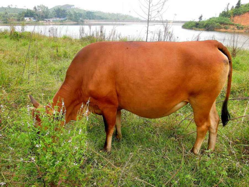 肉牛价格多少钱一斤