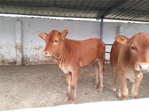 肉牛犊多少钱一头？市场分析