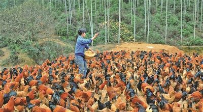 散养蛋鸡1000只成本利润是多少