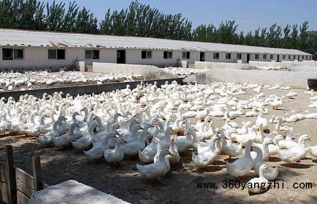 肉鸭高密度的旱地养殖技术