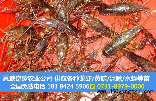 养20亩龙虾可赚多少钱