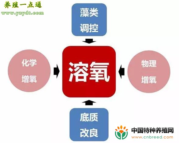 草鱼养殖安全过冬注意事项(2)