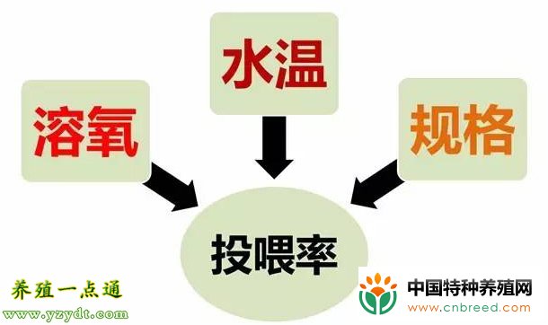 草鱼养殖安全过冬注意事项(2)