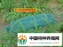 泥鳅诱捕祖传三秘法