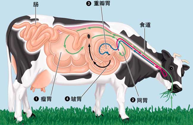 牛什么时候反刍？