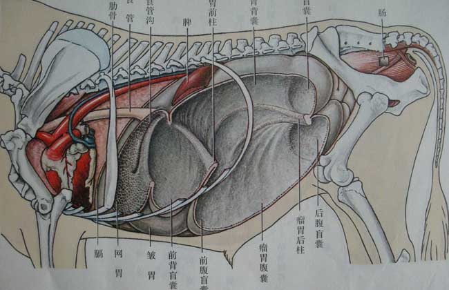 牛什么时候反刍？