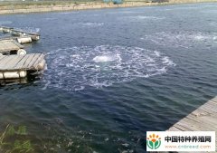 鱼塘增氧注意事项和增氧机开启时机，水温、养殖密度要留意