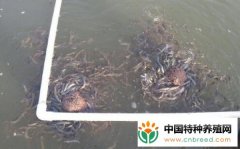 养泥鳅长流水养可以吗？