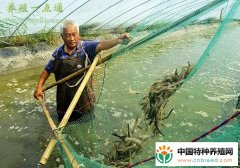 对虾饲料选择四步骤