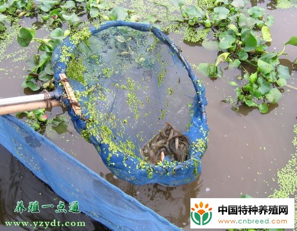 夏季高温泥鳅养殖技术要点