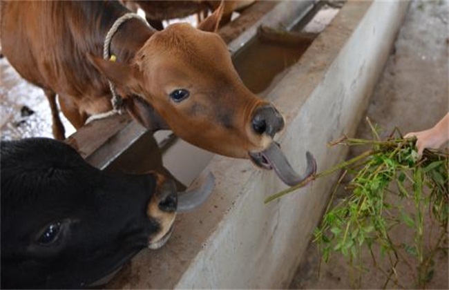 肉牛养殖场建设