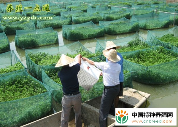 泥鳅常见的生物敌害