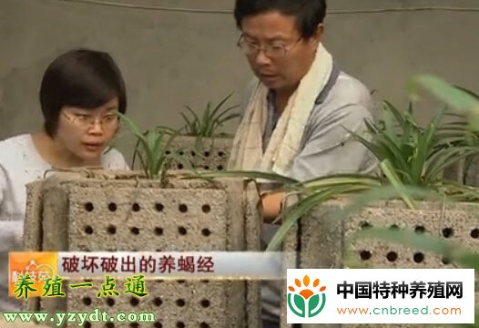 蝎子养殖经来自破坏性实验，自动化养蝎是方向(2)