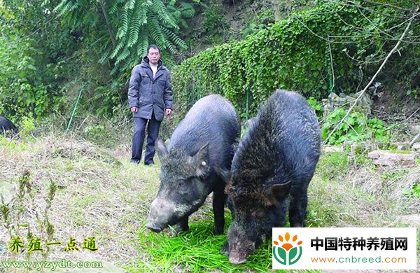 牧草养殖野猪技术