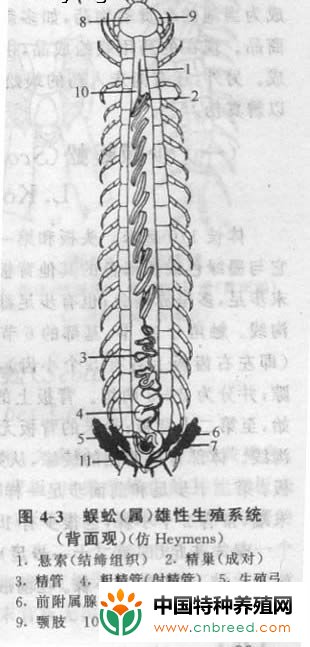 蜈蚣的生殖系统