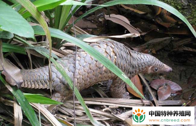 穿山甲生物学特性