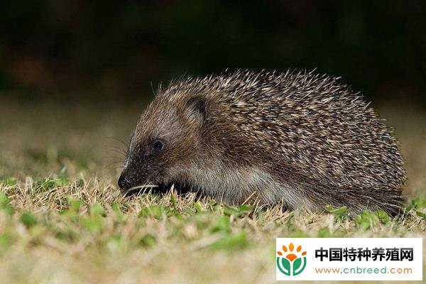 养刺猬需要注意什么问题