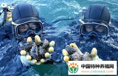 海参的六种养殖方式