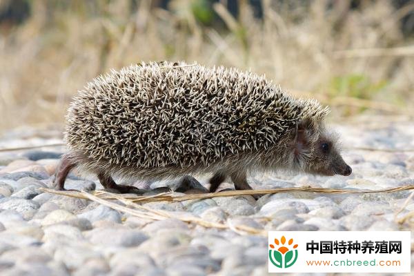 刺猬可以吃狗粮吗