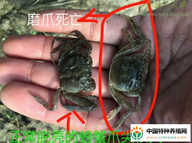 河蟹塘口损蟹不止？细菌感染是罪魁，消毒方法要正确