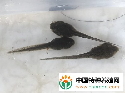 蟾蜍卵孵化技术分析