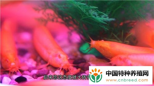 潘磊养红色泥鳅年入3000万的秘密(5)