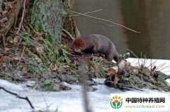 水貂养殖大棚技术