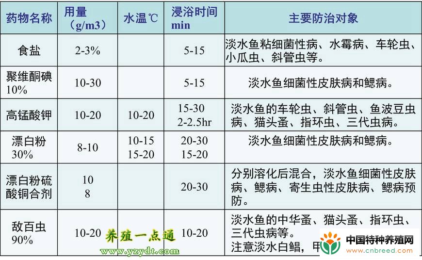 杂交黑鱼人工养殖技术经验总结(2)