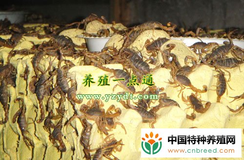 不同动植物配合饲料饲喂蝎子效果试验(2)