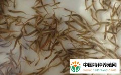 人工培养泥鳅苗一般要注意什么？