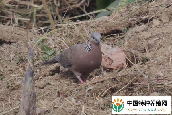 家养斑鸠的饲养技巧