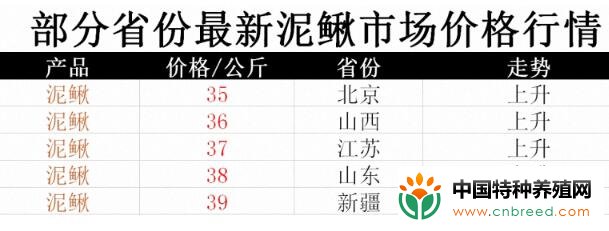 2020泥鳅养殖前景怎么样？(2)