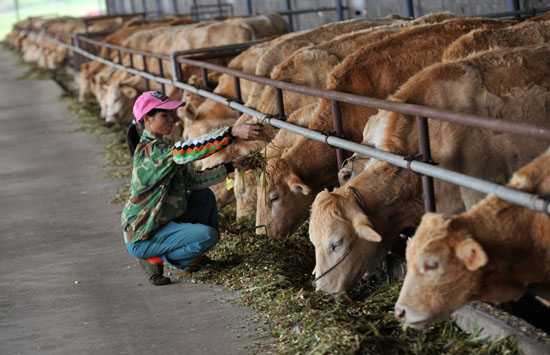 肉牛的消化特点与营养需要