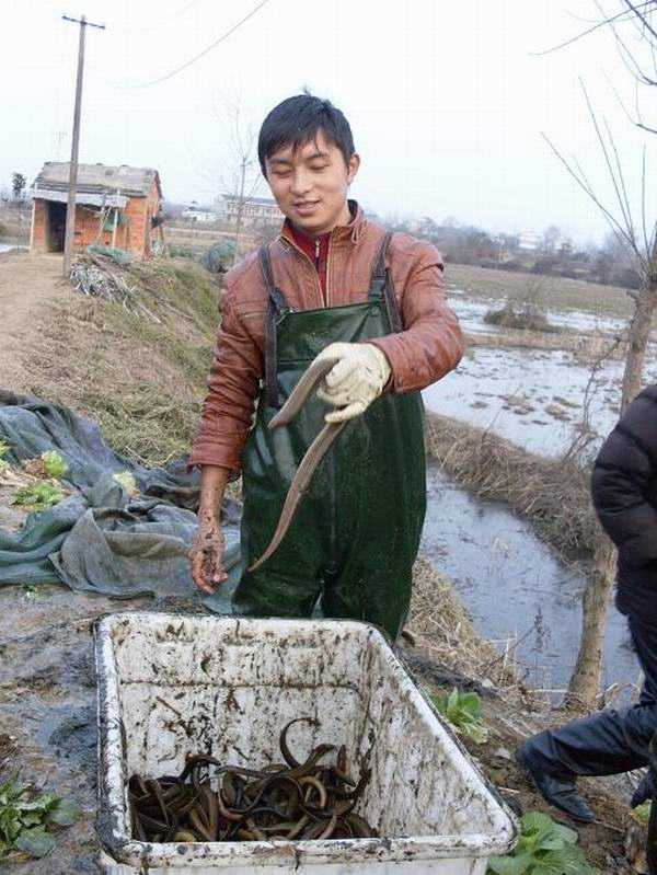 网箱养殖黄鳝过程中水草的作用和选择方法