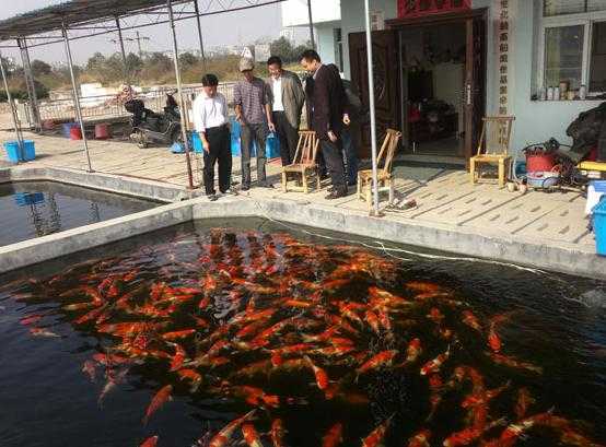 家庭饲养嘉应锦鲤的鱼病防治技术