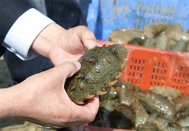 海参养殖之腐皮综合症防治技术