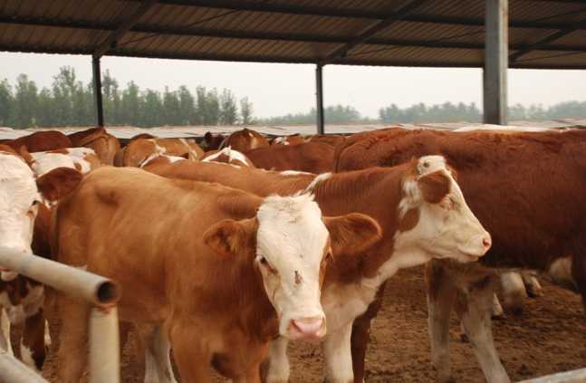 肉牛养殖低温减灾实用技术