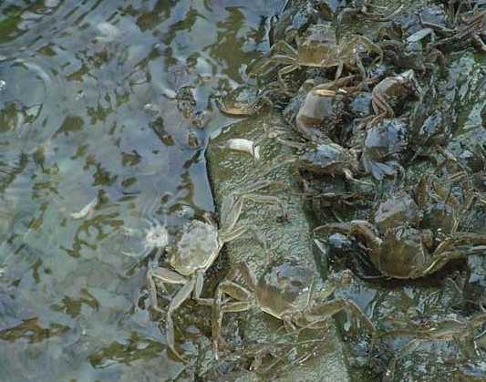 河蟹养殖池塘中青苔的危害及防治技术