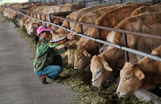 肉牛养殖的四条实用的经验