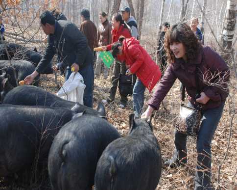 大学生店主网上热卖黑猪肉