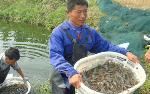 导致对虾养殖后期池塘底质恶化原因分析