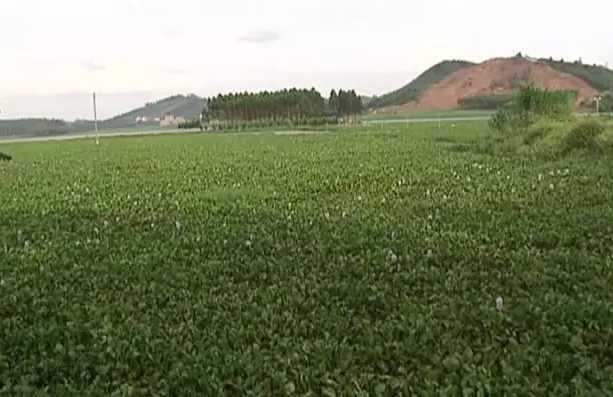 水葫芦养殖鸵鸟 　水上害草变成宝