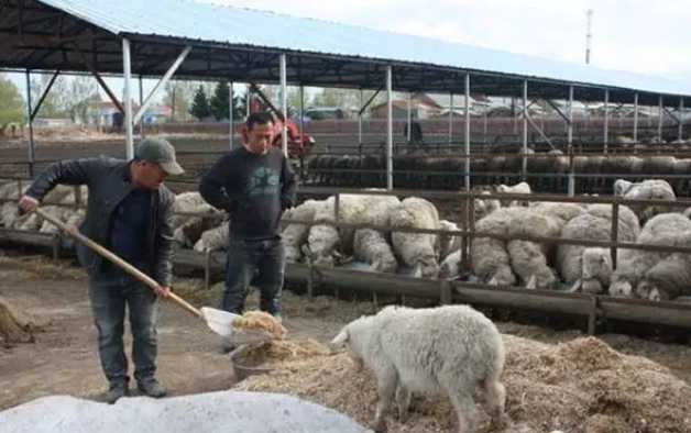 望奎成立“玉峰肉羊养殖基地”