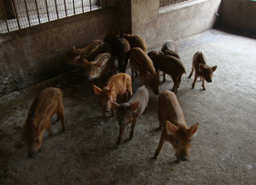 野猪的饲养圈舍设计